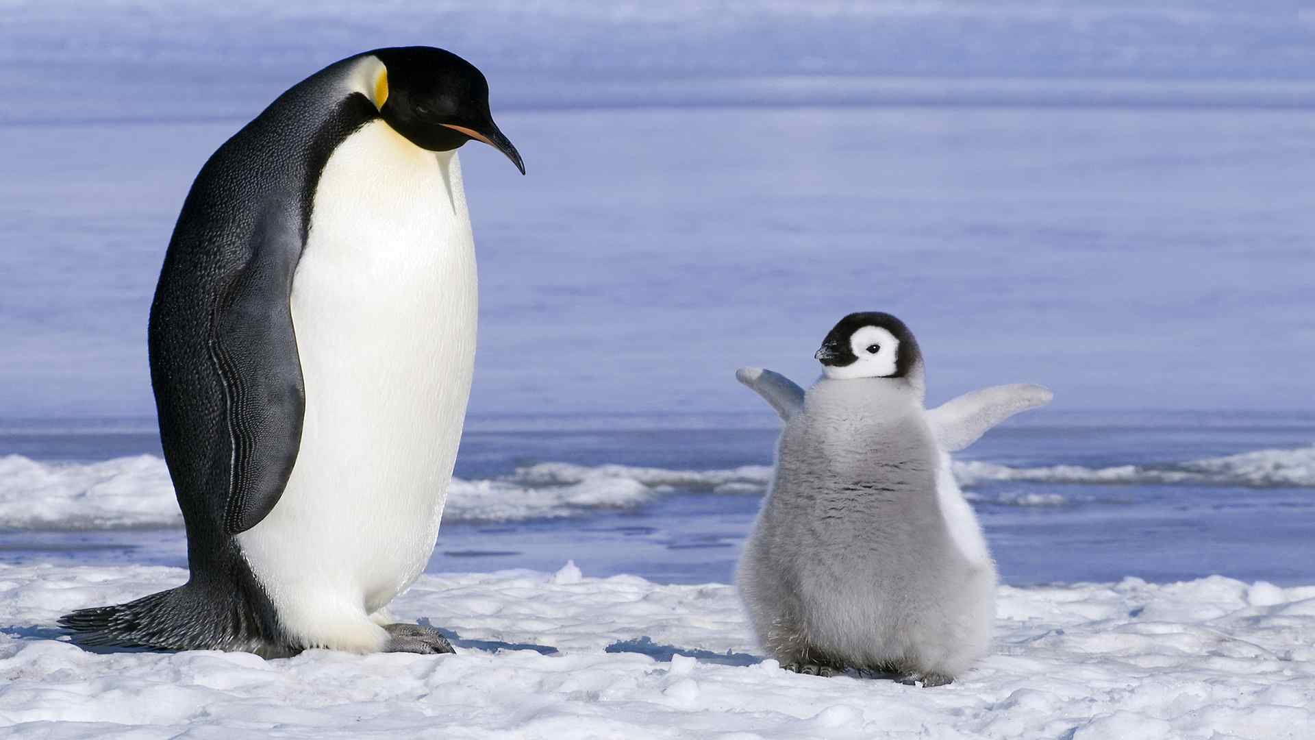 Фото пингвиненка в хорошем качестве