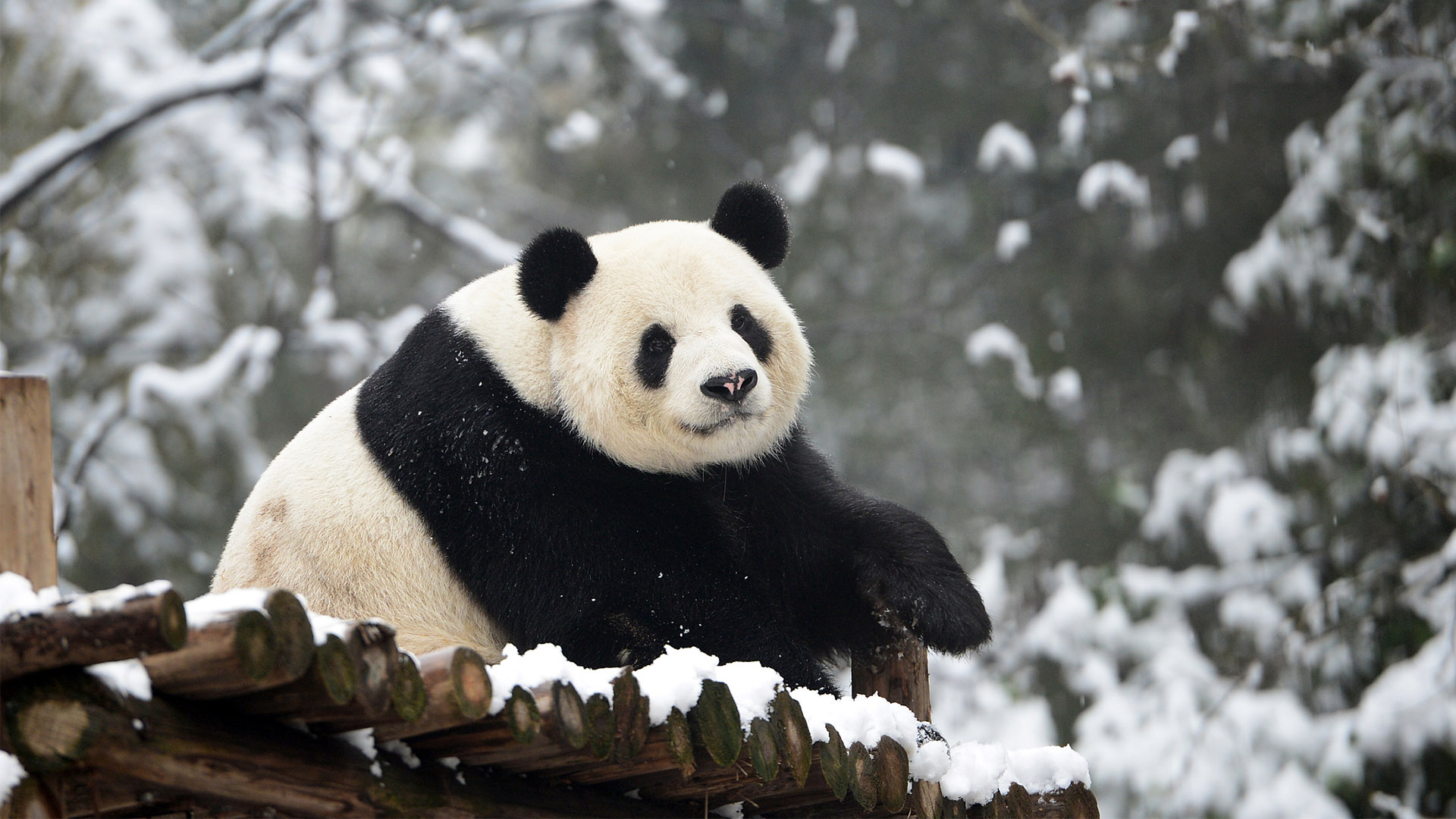 Китайский мишка Панда зимой