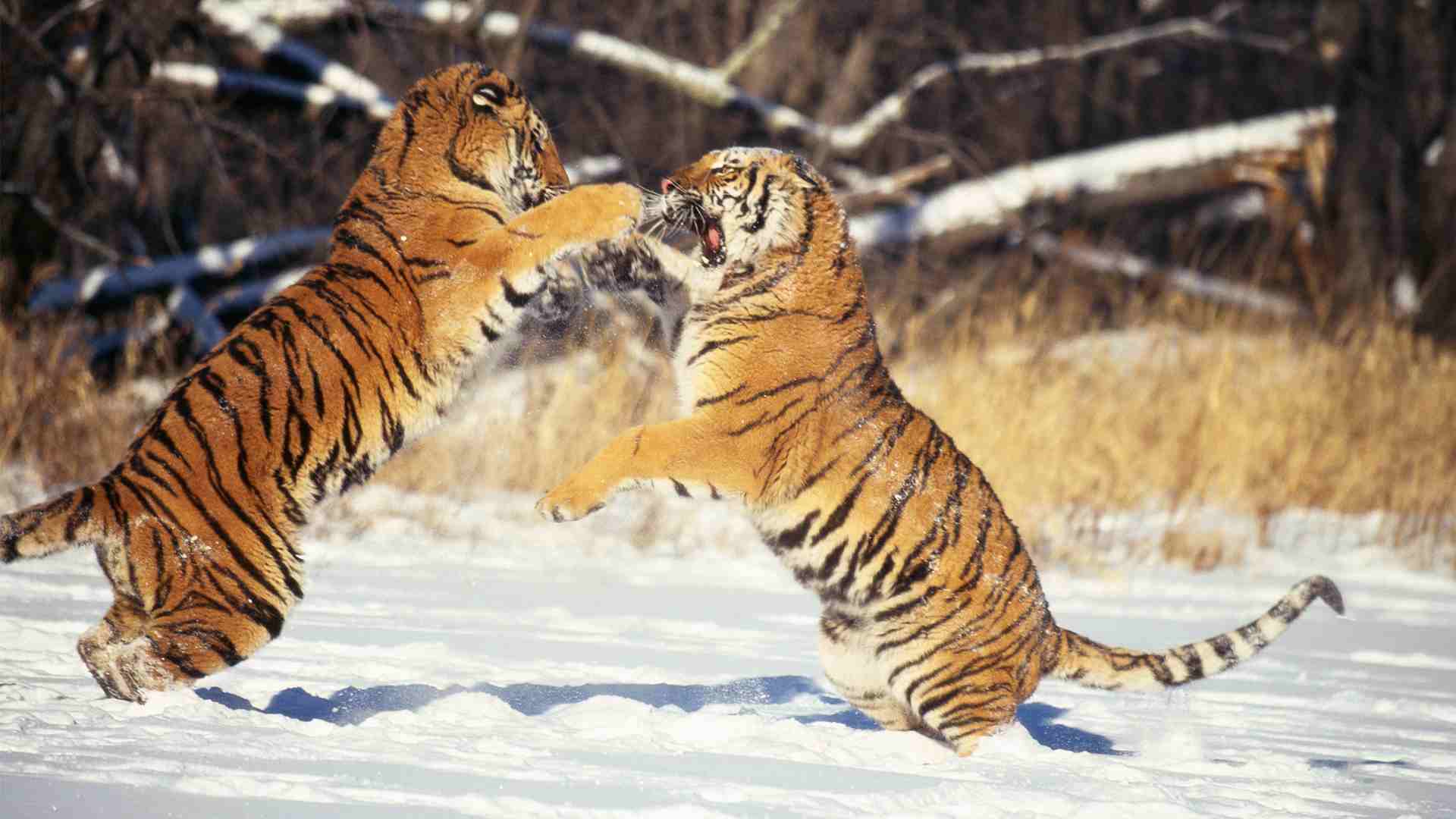 Тигр живу 2. Амурский (Уссурийский) тигр. Уссурийский (Амурский) тигр Уссурийский (Амурский) тигр. Тигр Дальневосточный Амурский. Амурский тигр тигры.